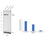 TRIM28 Antibody in Western Blot (WB)