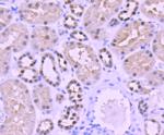 PAX8 Antibody in Immunohistochemistry (Paraffin) (IHC (P))