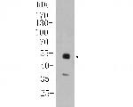 PAX8 Antibody in Western Blot (WB)