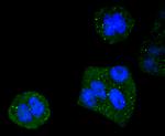 DYNLL1 Antibody in Immunocytochemistry (ICC/IF)