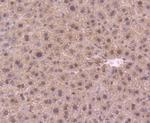 DYNLL1 Antibody in Immunohistochemistry (Paraffin) (IHC (P))