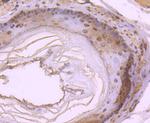 DYNLL1 Antibody in Immunohistochemistry (Paraffin) (IHC (P))