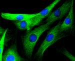 JNK3 Antibody in Immunocytochemistry (ICC/IF)