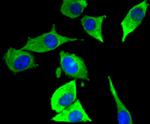 JNK3 Antibody in Immunocytochemistry (ICC/IF)