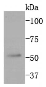 JNK3 Antibody in Western Blot (WB)