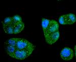 Caspase 8 Antibody in Immunocytochemistry (ICC/IF)