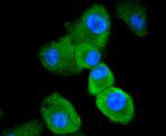 Caspase 8 Antibody in Immunocytochemistry (ICC/IF)