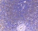 Caspase 8 Antibody in Immunohistochemistry (Paraffin) (IHC (P))