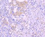 Caspase 8 Antibody in Immunohistochemistry (Paraffin) (IHC (P))