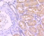 Caspase 8 Antibody in Immunohistochemistry (Paraffin) (IHC (P))