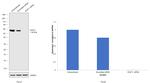 SOX11 Antibody