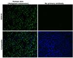 SOX10 Antibody in Immunohistochemistry (Paraffin) (IHC (P))