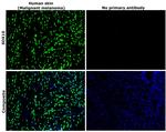 SOX10 Antibody in Immunohistochemistry (Paraffin) (IHC (P))