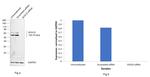 SOX10 Antibody