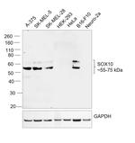 SOX10 Antibody in Western Blot (WB)