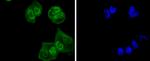 UBE1 Antibody in Immunocytochemistry (ICC/IF)