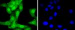 UBE1 Antibody in Immunocytochemistry (ICC/IF)