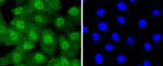 UBE1 Antibody in Immunocytochemistry (ICC/IF)