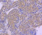 HSP105 Antibody in Immunohistochemistry (Paraffin) (IHC (P))