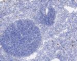 Phospho-Cdc6 (Ser54) Antibody in Immunohistochemistry (Paraffin) (IHC (P))