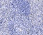 Phospho-Cdc6 (Ser54) Antibody in Immunohistochemistry (Paraffin) (IHC (P))