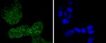 Phospho-Cdc6 (Ser54) Antibody in Immunocytochemistry (ICC/IF)