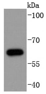 Phospho-Cdc6 (Ser54) Antibody in Western Blot (WB)
