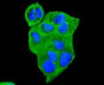 14-3-3 theta Antibody in Immunocytochemistry (ICC/IF)