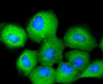 14-3-3 theta Antibody in Immunocytochemistry (ICC/IF)