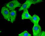 14-3-3 theta Antibody in Immunocytochemistry (ICC/IF)