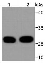 14-3-3 theta Antibody in Western Blot (WB)