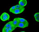 14-3-3 beta Antibody in Immunocytochemistry (ICC/IF)