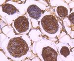 14-3-3 beta Antibody in Immunohistochemistry (Paraffin) (IHC (P))