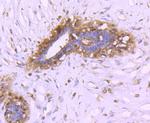 14-3-3 beta Antibody in Immunohistochemistry (Paraffin) (IHC (P))