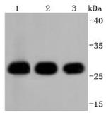 14-3-3 beta Antibody in Western Blot (WB)