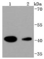 HDAC8 Antibody in Western Blot (WB)