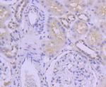 SUMO2/SUMO3 Antibody in Immunohistochemistry (Paraffin) (IHC (P))