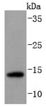 SUMO2/SUMO3 Antibody in Western Blot (WB)