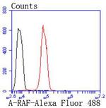 A-Raf Antibody in Flow Cytometry (Flow)