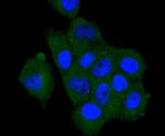 A-Raf Antibody in Immunocytochemistry (ICC/IF)