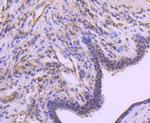 A-Raf Antibody in Immunohistochemistry (Paraffin) (IHC (P))