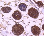 14-3-3 beta/zeta Antibody in Immunohistochemistry (Paraffin) (IHC (P))