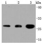 14-3-3 beta/zeta Antibody in Western Blot (WB)