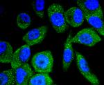 Phospho-B-Raf (Thr401) Antibody in Immunocytochemistry (ICC/IF)