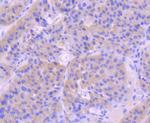 pro-Caspase 9 Antibody in Immunohistochemistry (Paraffin) (IHC (P))