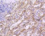 CD36 Antibody in Immunohistochemistry (Paraffin) (IHC (P))