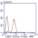 CDK7 Antibody in Flow Cytometry (Flow)