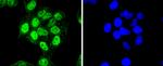 CDK7 Antibody in Immunocytochemistry (ICC/IF)