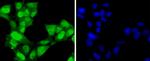 CDK7 Antibody in Immunocytochemistry (ICC/IF)