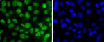 Phospho-SIRT1 (Thr530) Antibody in Immunocytochemistry (ICC/IF)